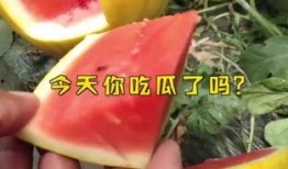 今日必吃大瓜每日吃瓜fun,跟随“吃瓜fun”探索娱乐圈新鲜事